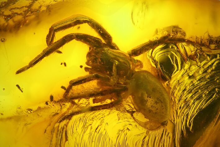 Detailed Fossil Spider (Araneae) in Baltic Amber #150730